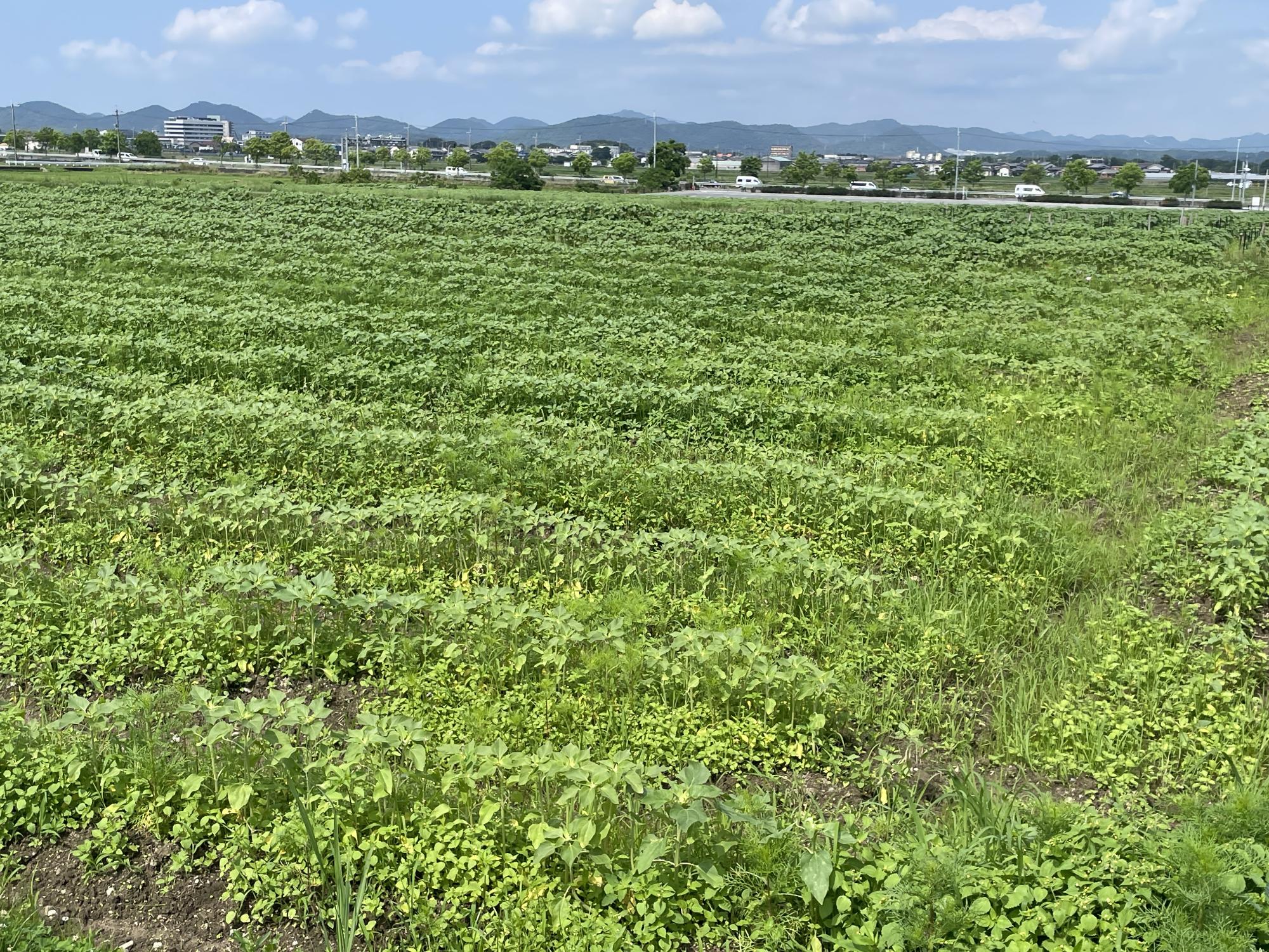 ハイブリッドサンフラワーr806292