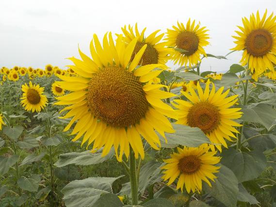 大きな花