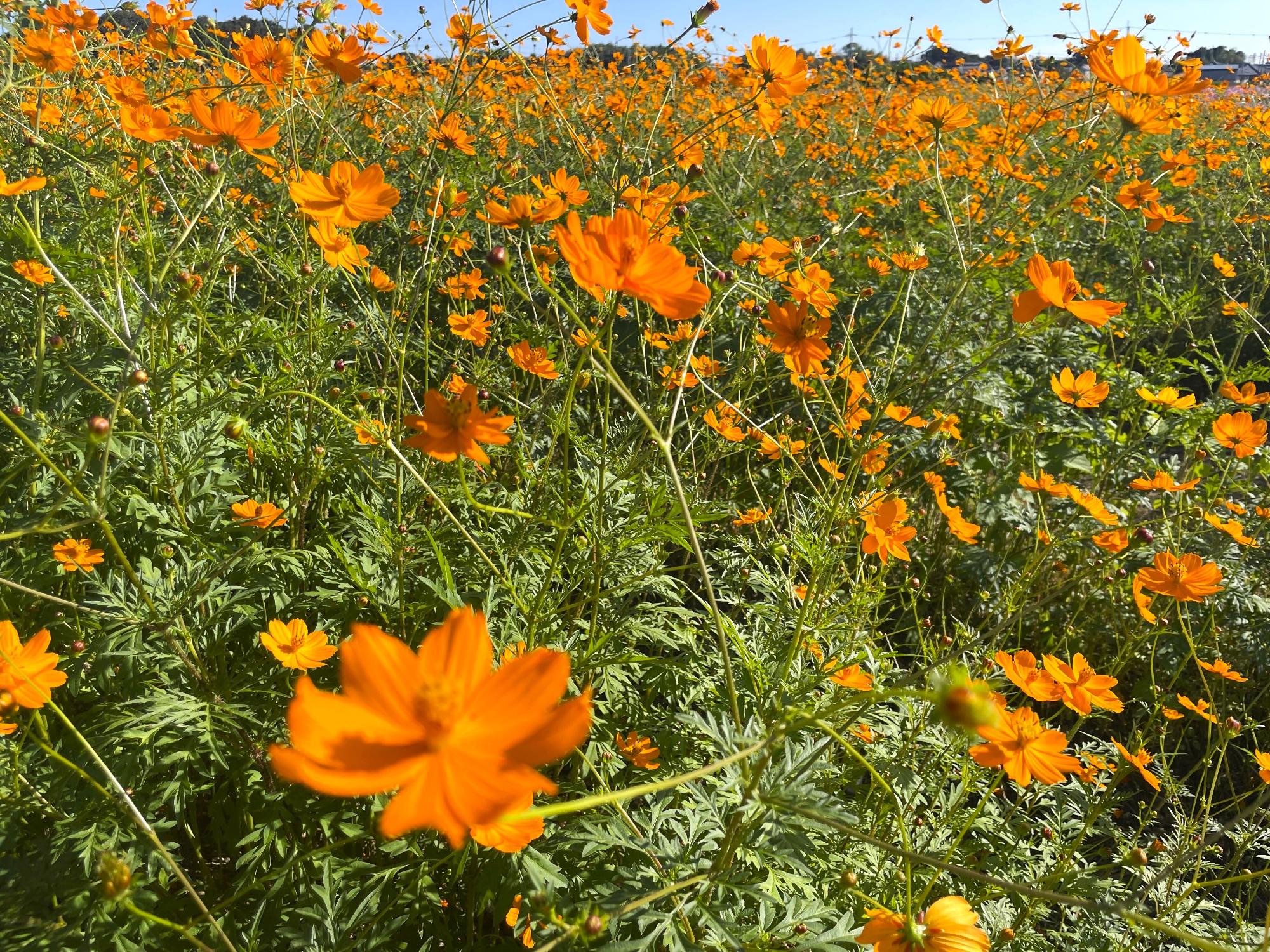 オレンジフレア10231