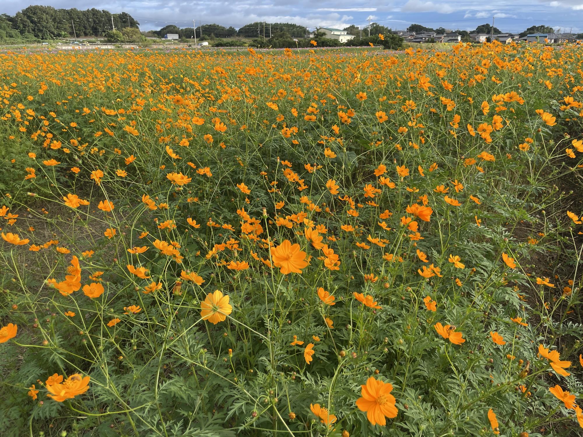 オレンジフレア10201