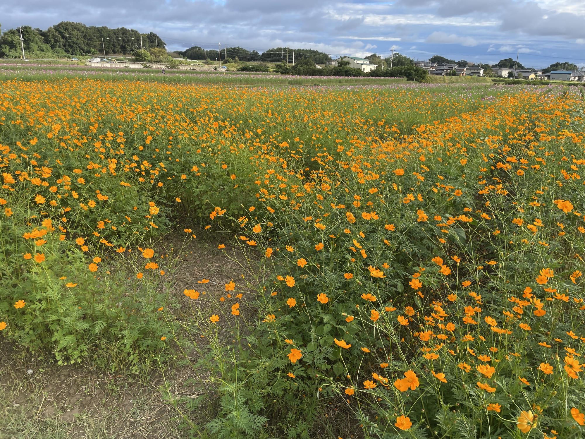 オレンジフレア10202