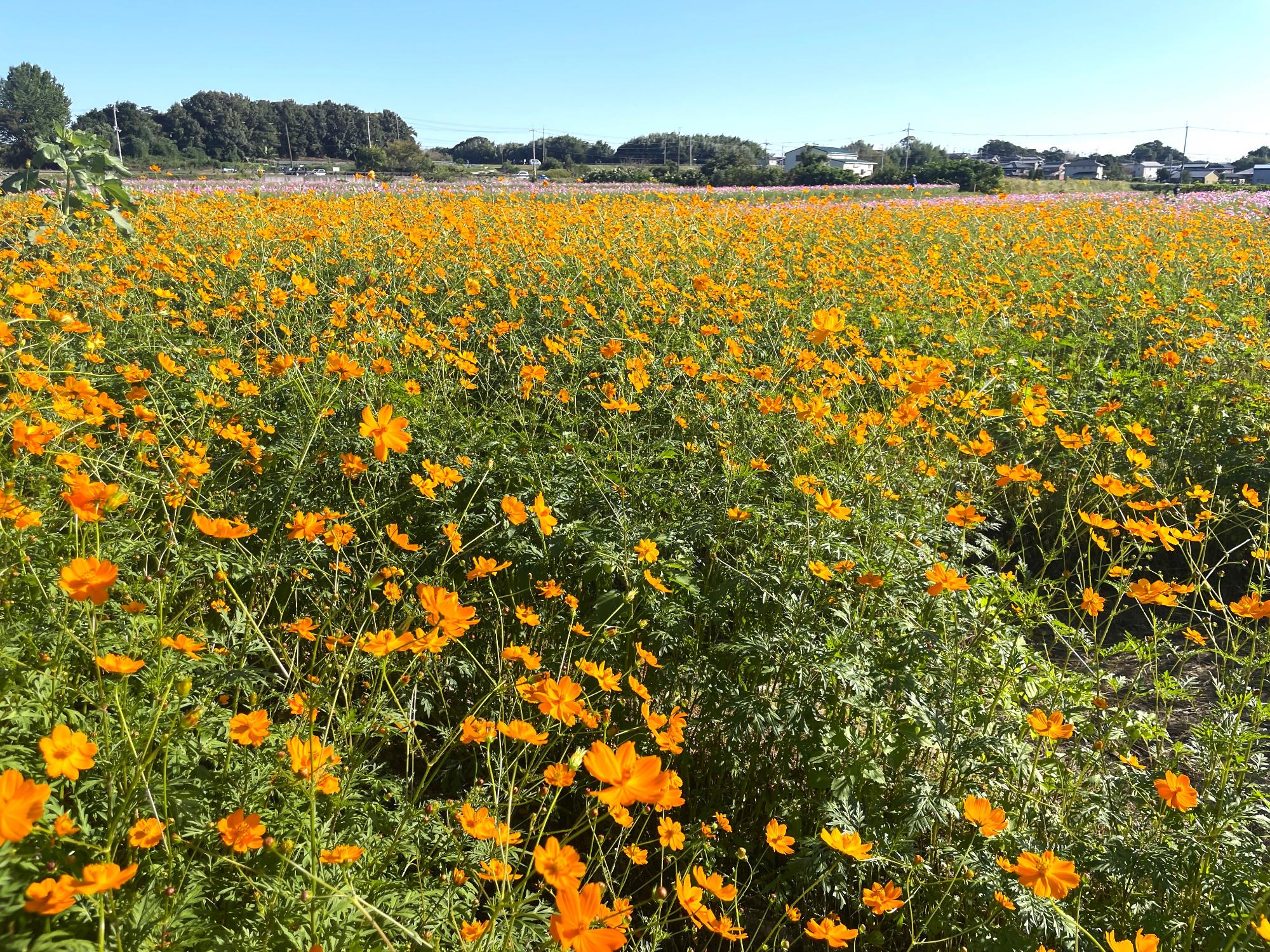 オレンジフレア10232