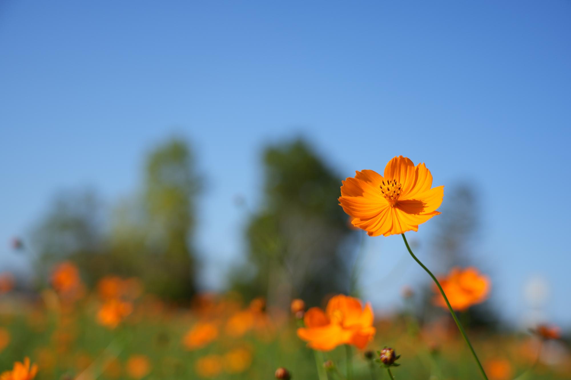 オレンジフレア10271