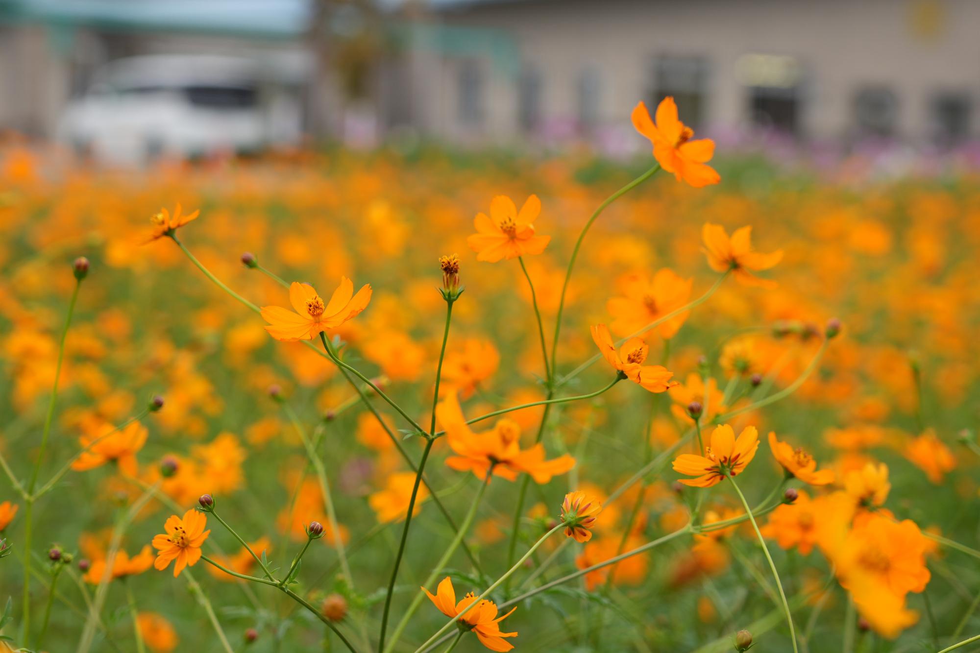 オレンジフレア10272