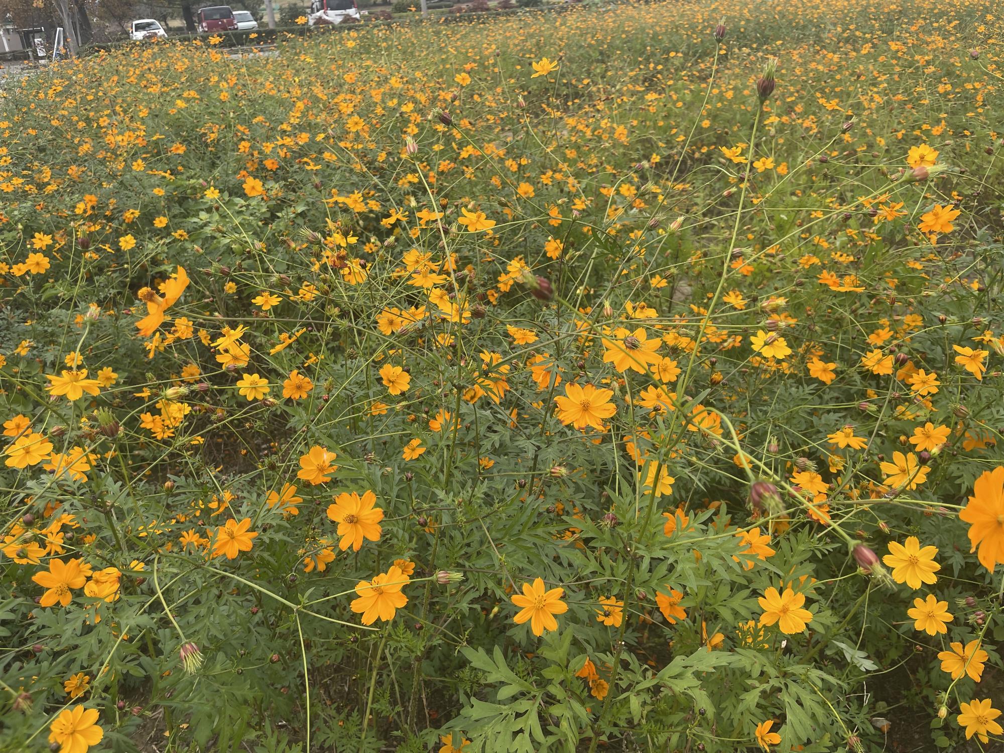 オレンジフレア11141