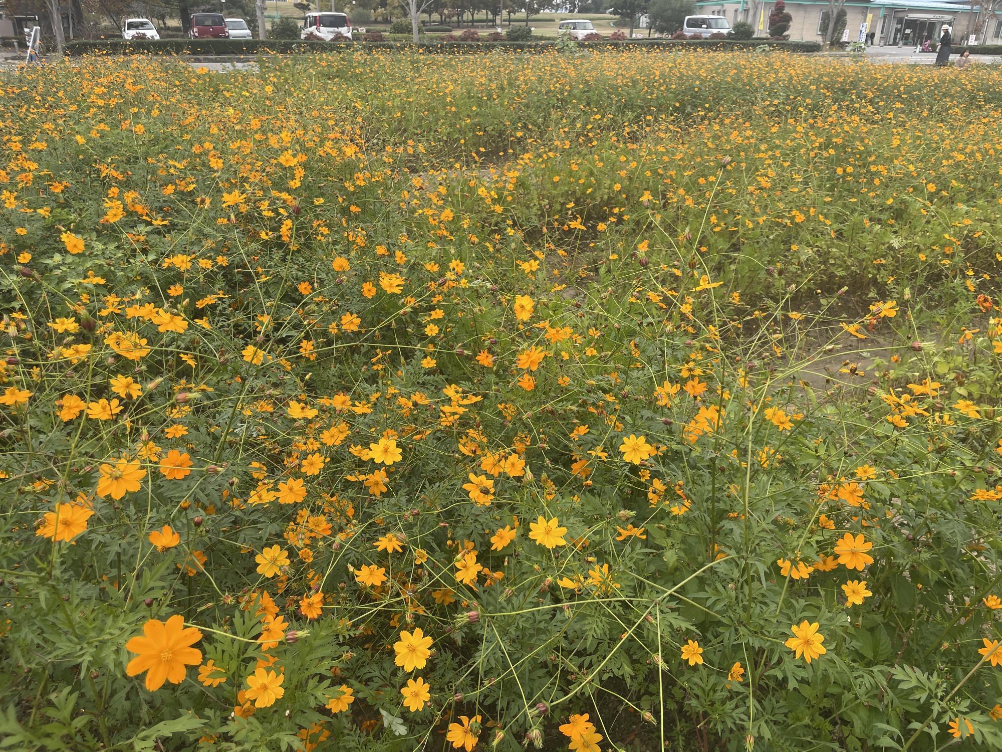 オレンジフレア11142