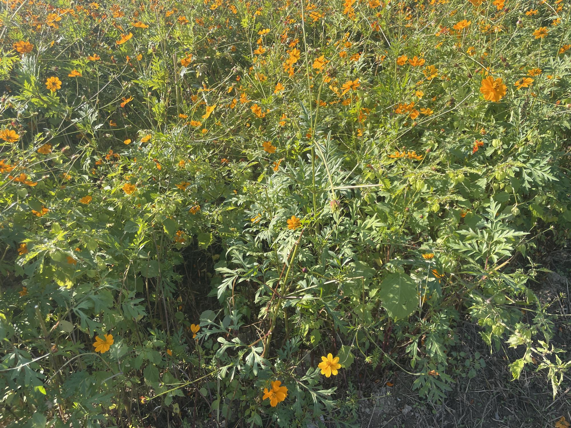 オレンジフレア1120