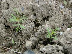 土の中から細かい葉を広げ伸ばしている9月のコスモスの写真