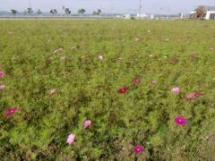背を高く伸ばしたコスモスの苗の緑に花の色が混ざり始めている様子の写真