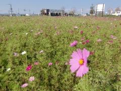 コスモスの花のつぼみが開花している写真