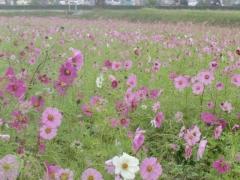 様々な色に咲くコスモスの花々の写真