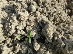 土の中から芽を伸ばす8月のコスモスの写真