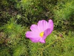 コスモスの花のつぼみが開花している写真