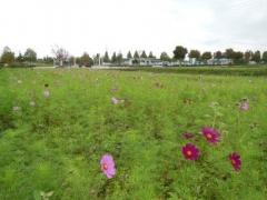 背を高く伸ばしたコスモスの苗の緑に花の色がぽつぽつと色づいている様子の写真