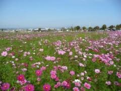 青空の下満開の花を咲かせる10月のコスモス畑の写真