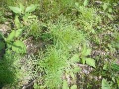 背丈が伸び葉が土から離れはじめた9月のコスモスの苗の写真