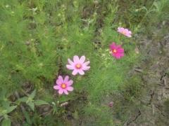 背を高く伸ばしたコスモスの苗の緑の中ぽつぽつとつぼみが花を開き始めている写真