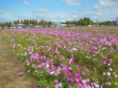 青空の下咲く10月のコスモス畑の写真