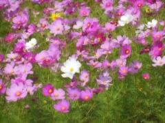 色鮮やかに咲く10月のコスモスの花の写真