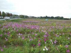 色とりどりの花を咲かせる10月のコスモス畑の写真