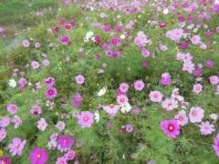 赤、ピンク、白と様々な色に咲く1コスモスの花の写真