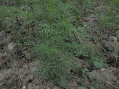 背丈が伸び葉を生い茂らせる9月のコスモスの苗の写真