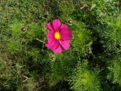 コスモスの花が開花している様子の写真