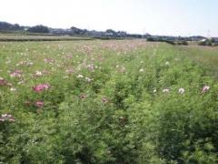 コスモス畑の緑色にぽつぽつと花の色が混ざり始める写真