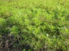 固いつぼみをつけはじめた10月のコスモスの苗の写真