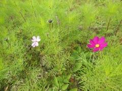 コスモスの花が開花している様子の写真