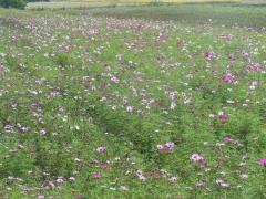 青々とした葉の中に赤。白、ピンクの花をつけはじめる六分咲きのコスモスの写真