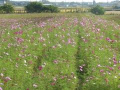 日当たり良く色鮮やかな花を咲かせ始めるコスモスの写真