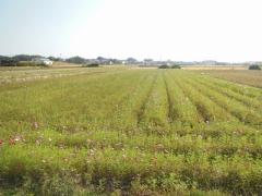 まだ花をつけていないコスモス畑の緑が広がる写真