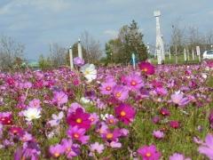 色とりどりに咲き乱れる10月のコスモスの写真