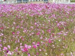 画面いっぱいに咲く10月のコスモス畑の写真