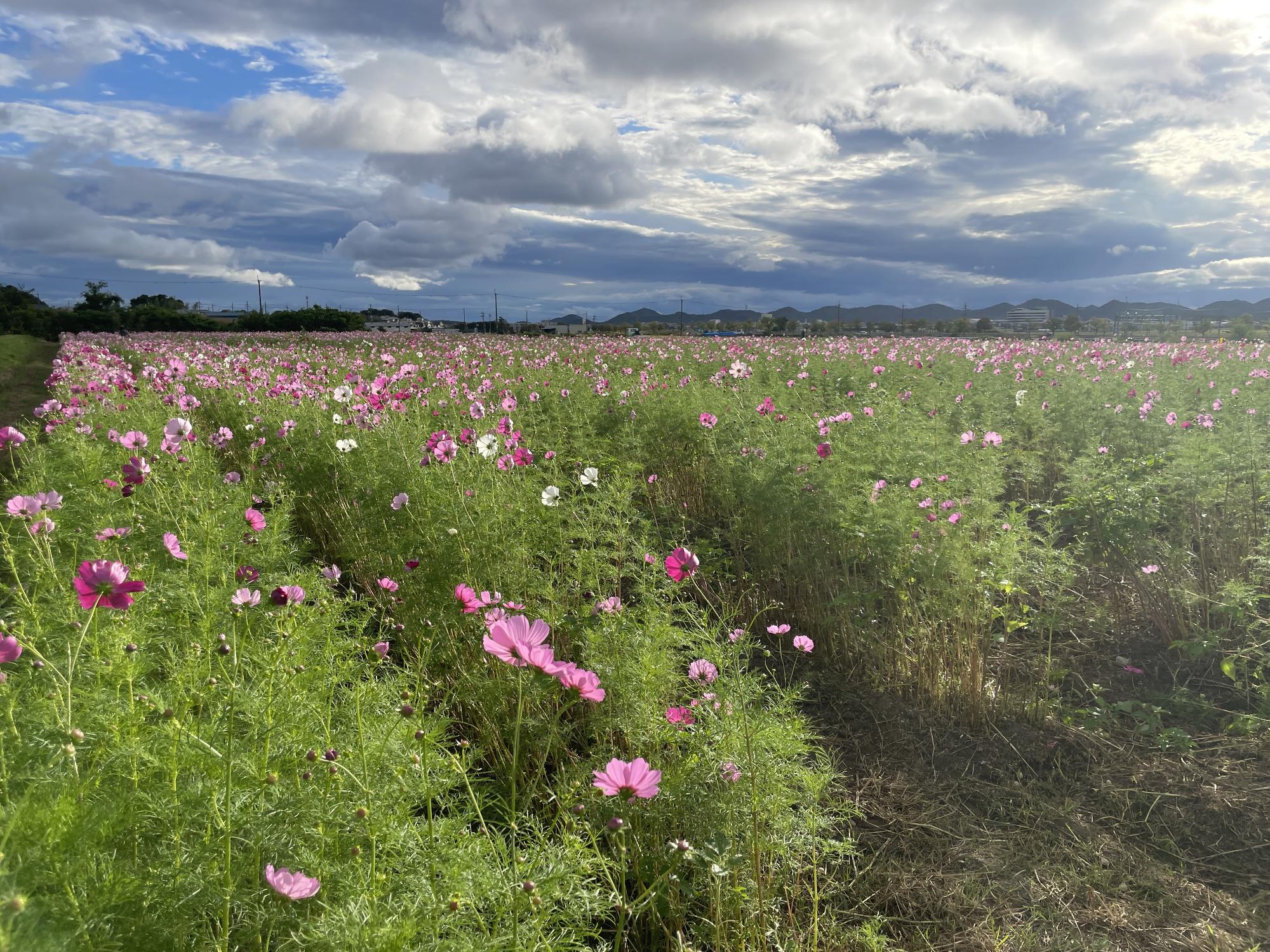 センセーション10202