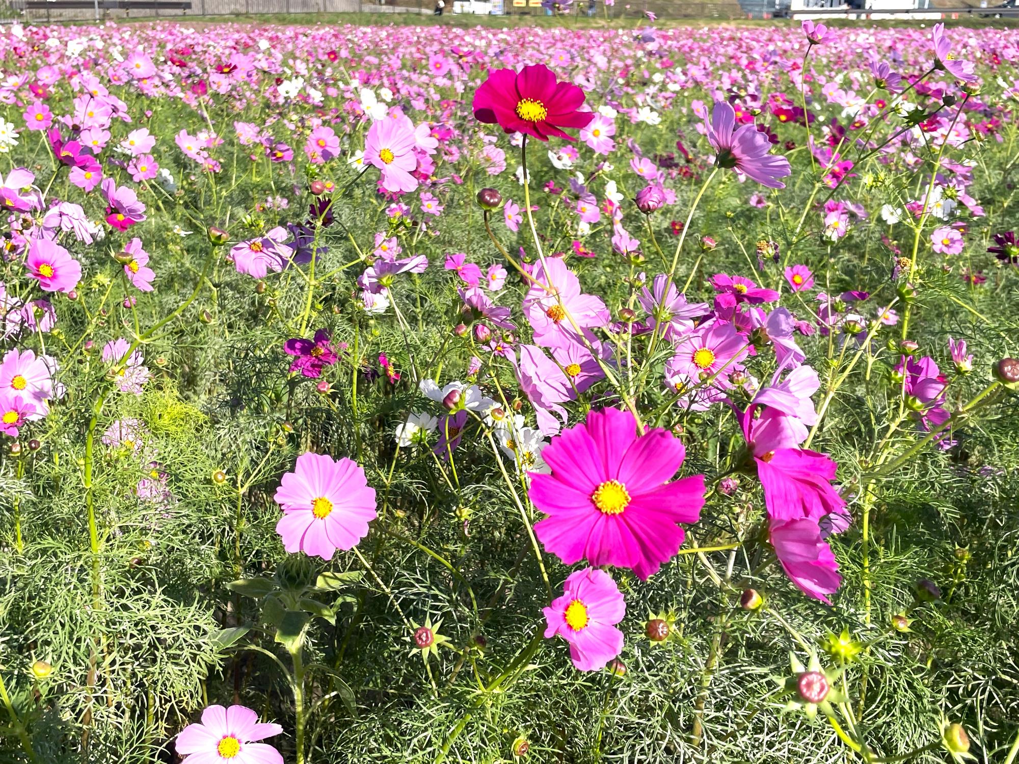 センセーション10231