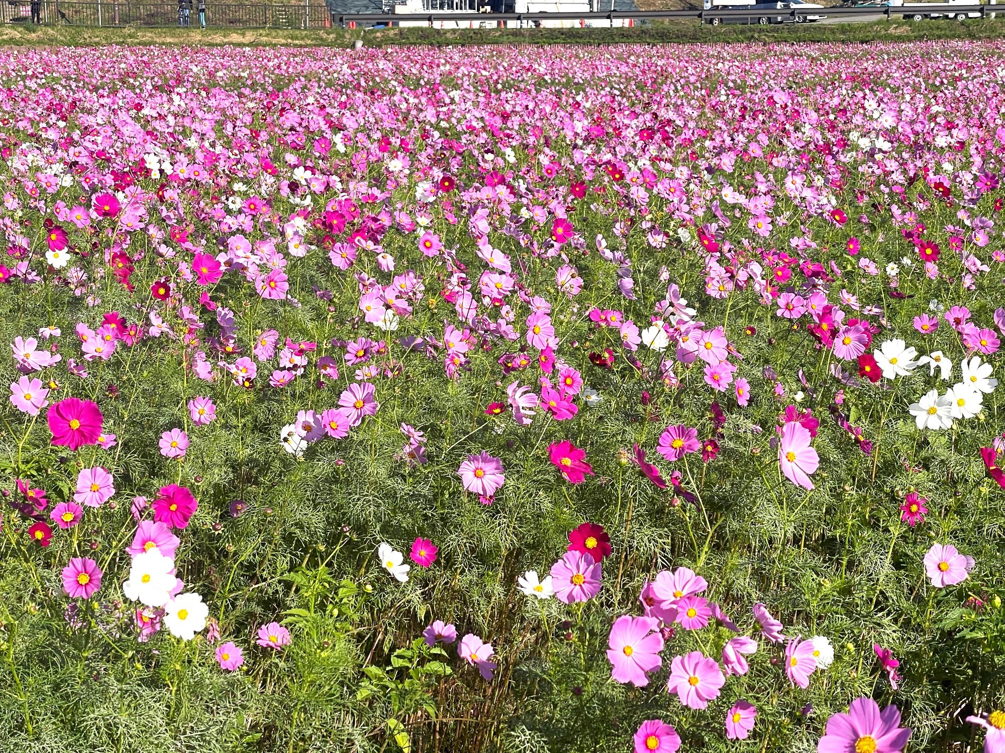 センセーション10232