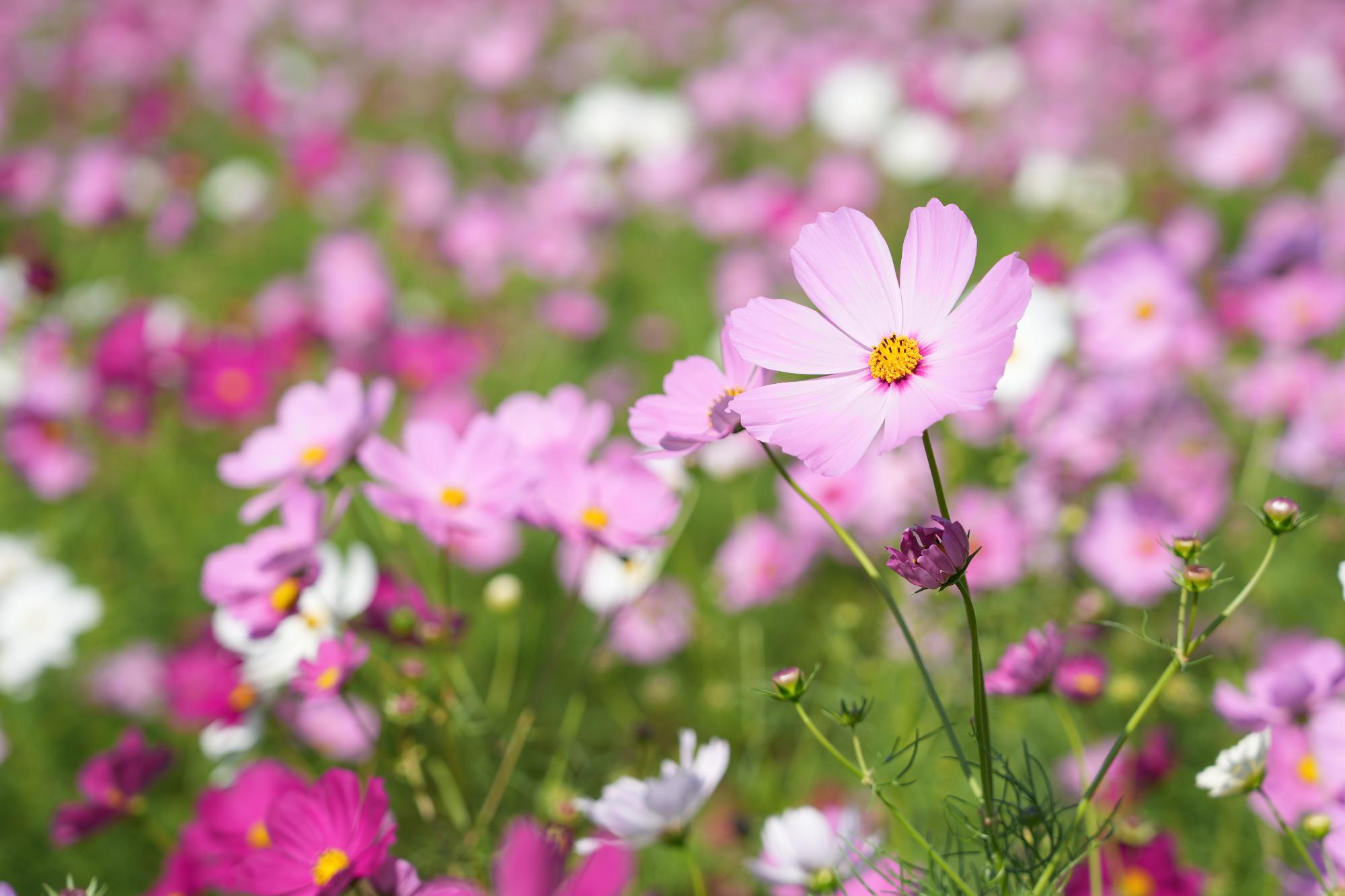 センセーション10271