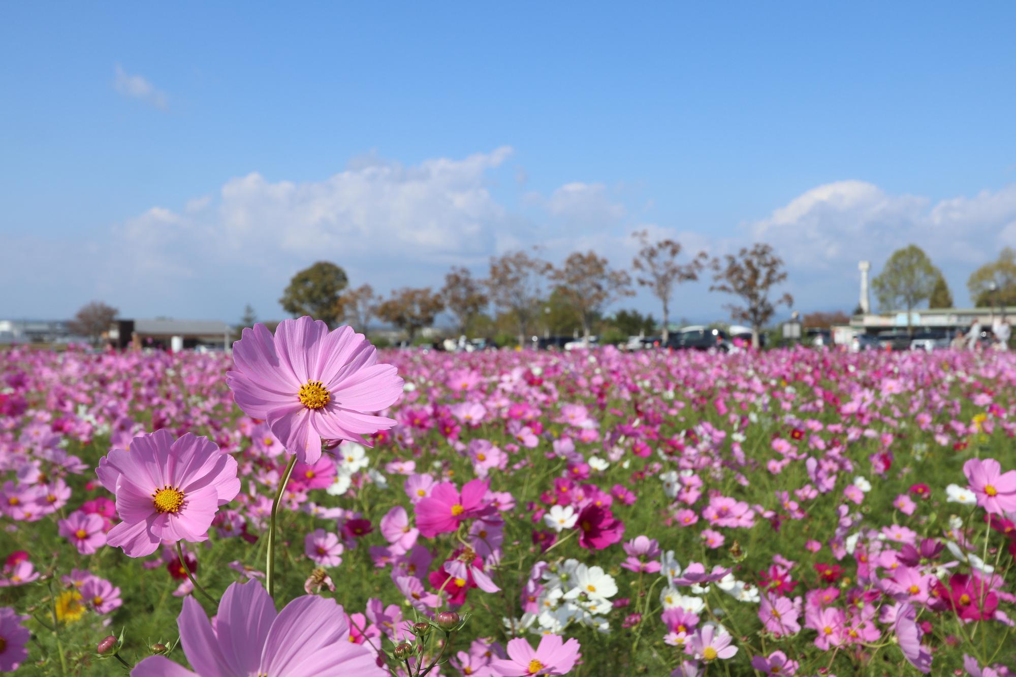 センセーション10272