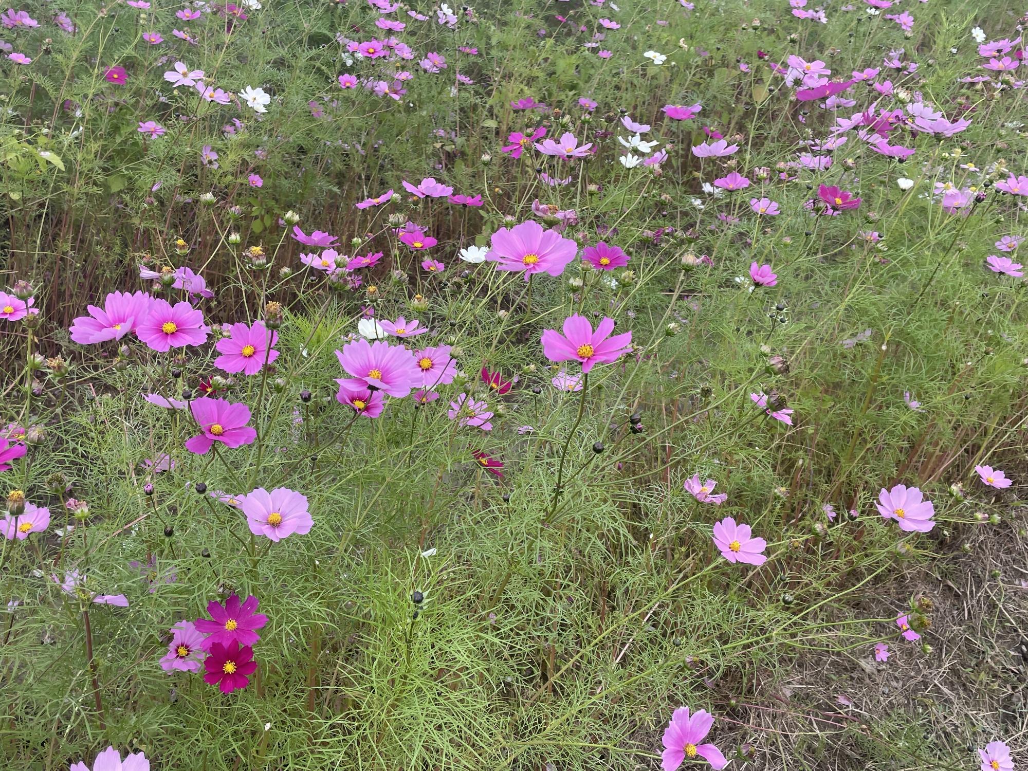 センセーション11141