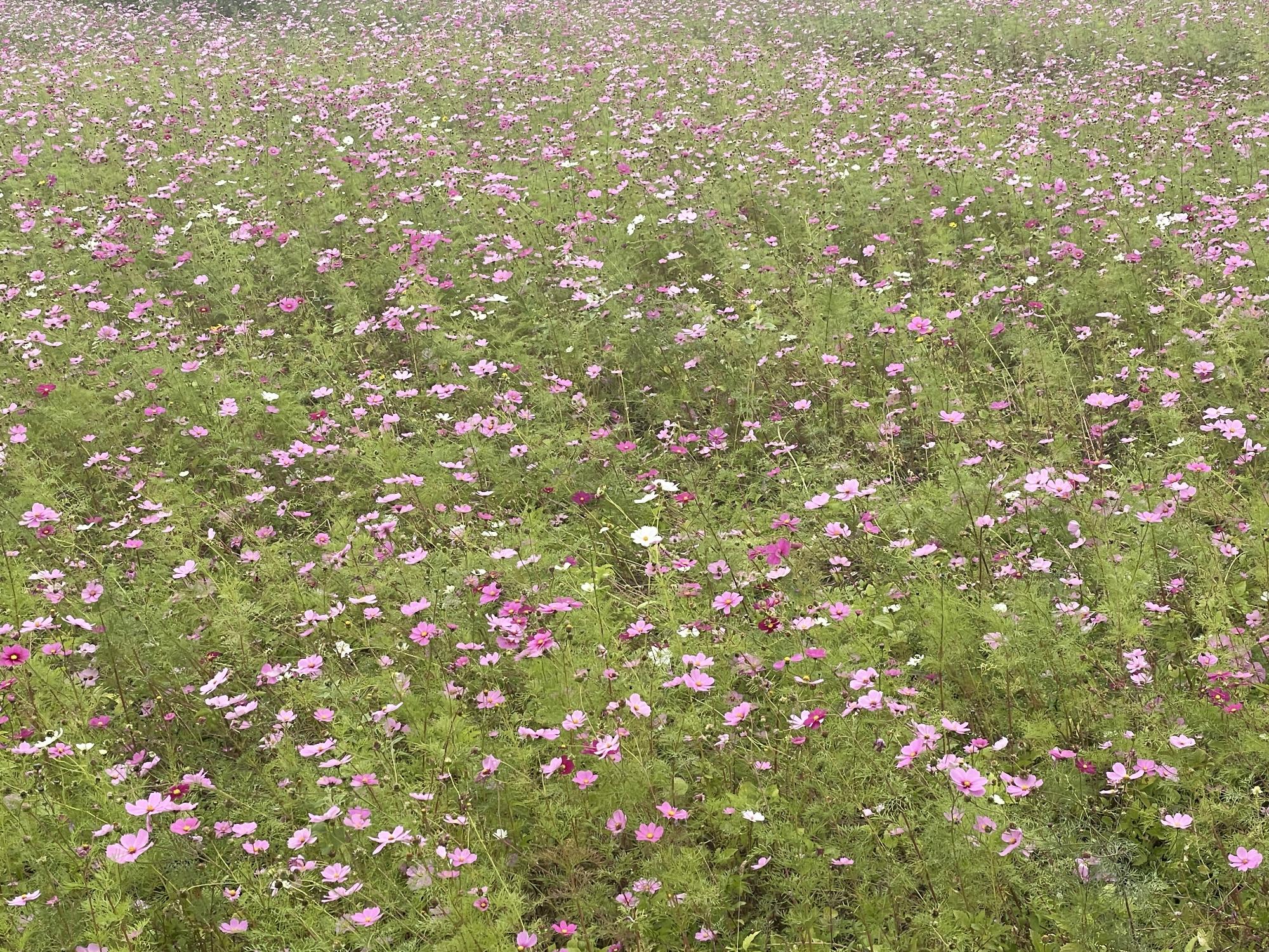 センセーション11142