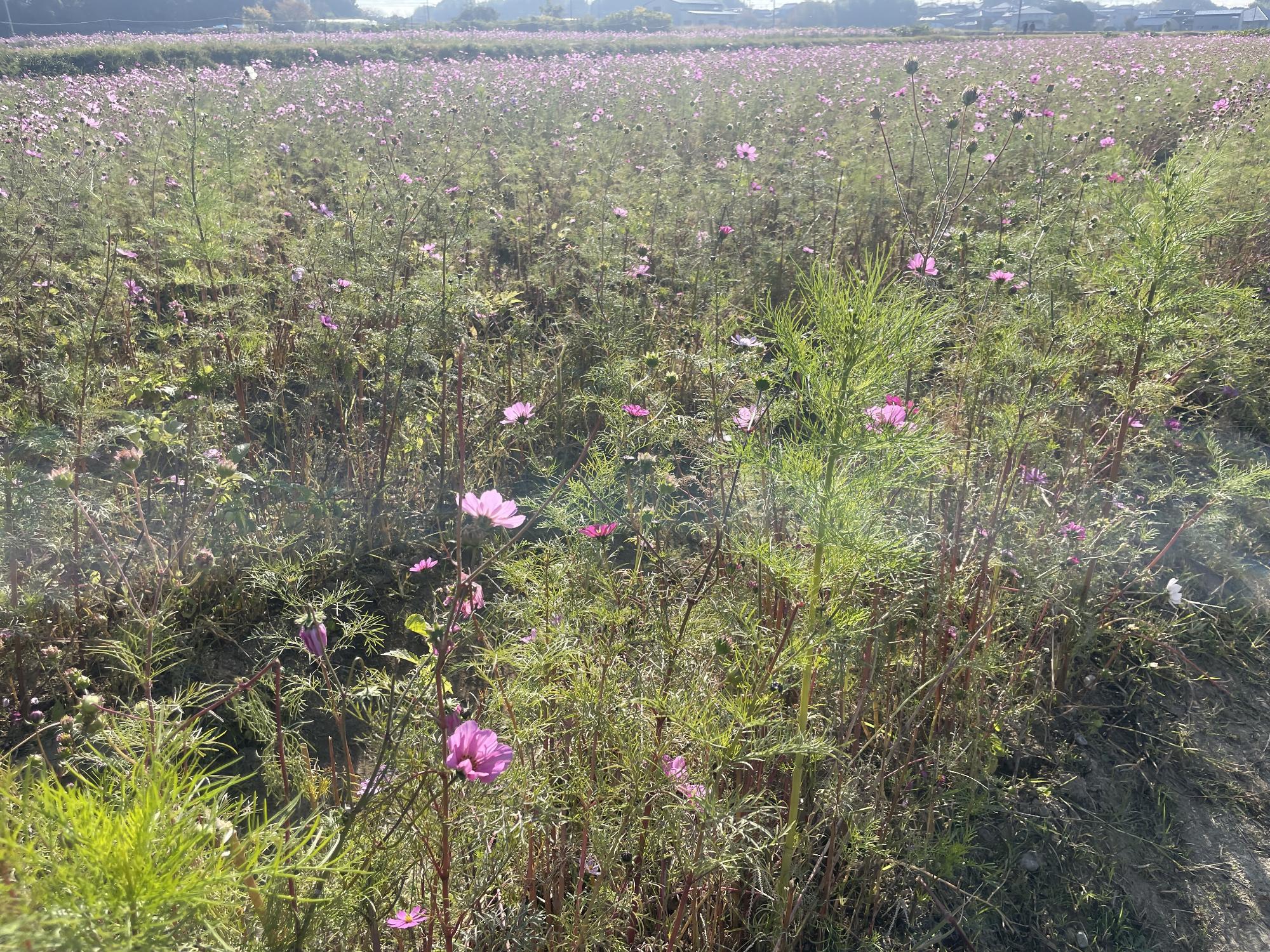 センセーション1120