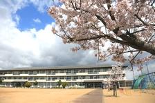 満開の桜と河合小学校の外観の写真