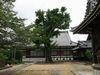 慶徳寺本堂の前庭にある幹の太いカヤの木の写真