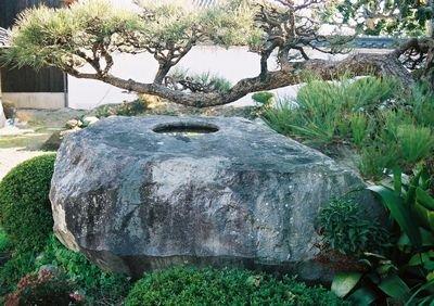 庭木の中に置かれた、上面に窪みが彫られた大石の写真