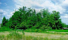 緑豊かな森にある妙見塚古墳の写真