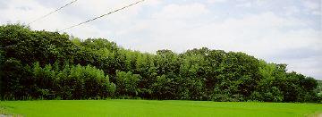 かつて小田城跡のあった緑豊かな森の写真