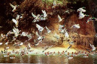 たくさんの鴨が川面を飛び立ち、羽ばたいている鴨池の写真