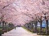 満開の桜に囲まれた道の写真